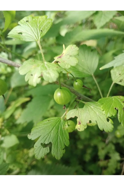 Аґрус Золотистий - листя